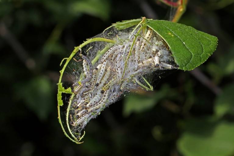 Bird-cherry_ermine_moth_(Yponomeuta_evonymella)_3000px.jpg