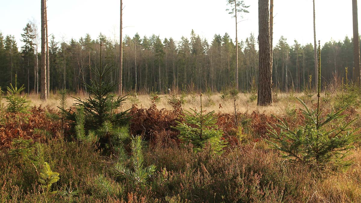 Föryngringsmetoder - En översikt - Skogskunskap