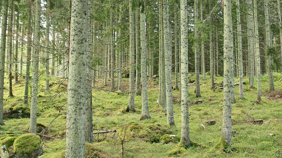 Beståndsval - Skogskunskap