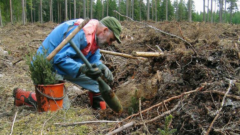 Plantering av barrotsplantor med borr. Foto Thomas Adolfsén/SKOGENbild