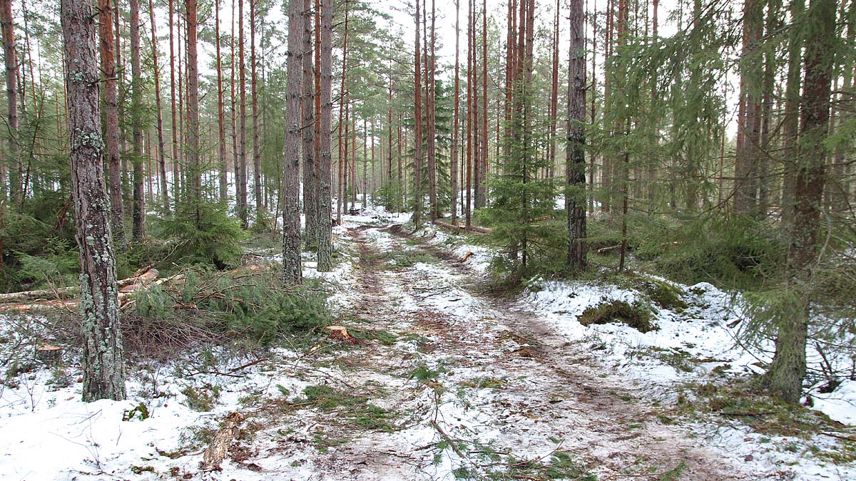 Göra Stickvägar - Skogskunskap