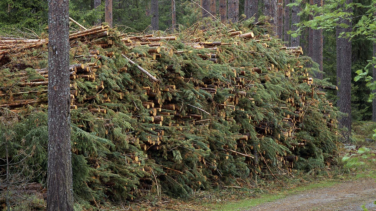 Vad är Skogsbränsle? - Skogskunskap