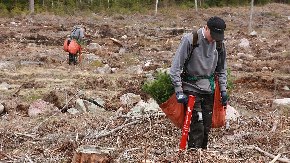 Plantering - Skogskunskap